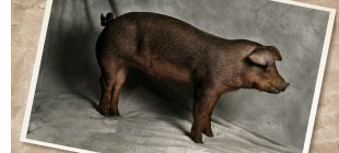 Duroc