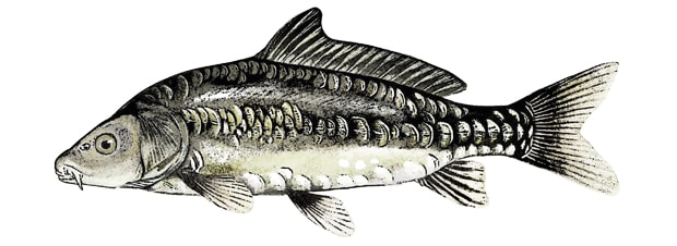 Karpfen