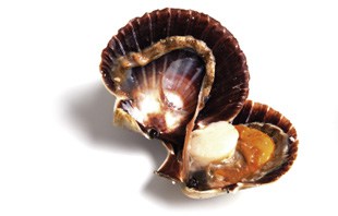 Jakobsmuschel Jakobsmuschel