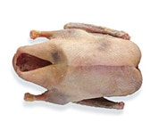 Foie gras