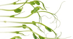 Sprossen Greenpeez