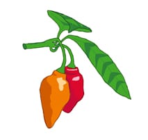 Rocoto