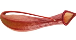 Venusvase