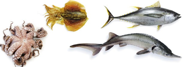Die Grenzen der Fischzucht Fische und Meeresfrüchte