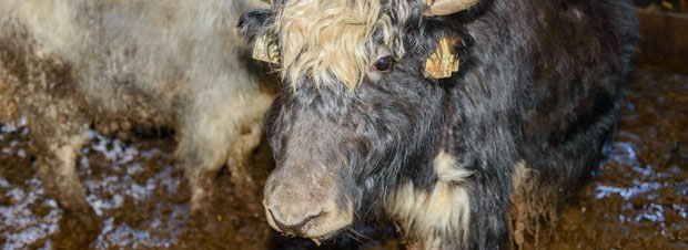 Yak Yak