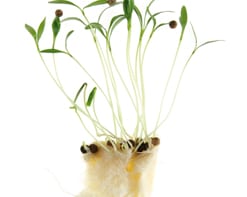 Ghoa Cress