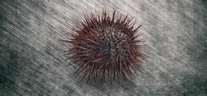 Seeigel
