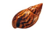 Achatschnecke 