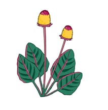 Parakresse