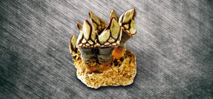 Entenmuschel 