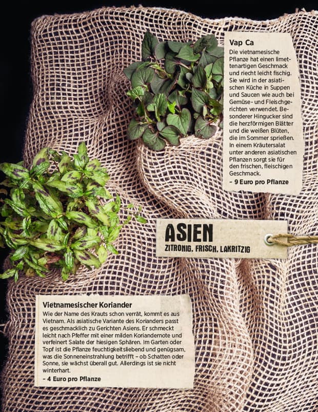 Kräuter um den Globus Kräutergarten aus Asien
