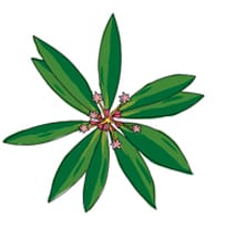 Tasmanischer Pfeffer