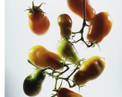 San Marzano