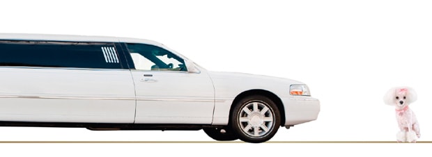 Limousine eine Limousine und ein Pudel