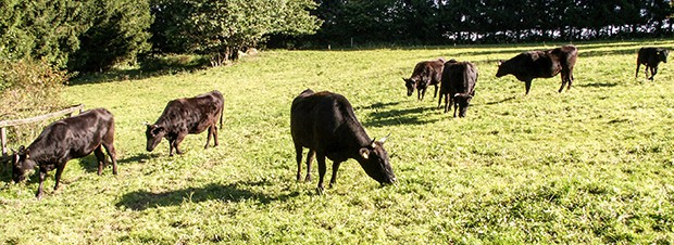 Wagyu Wagyu Rinder