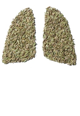 Fenchel