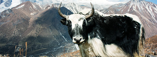 ein Yak in den Bergen