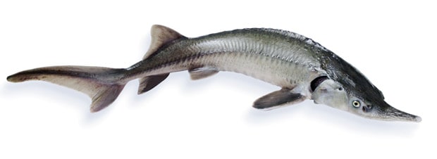 Stör Stör