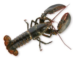 Amerikanischer Hummer
