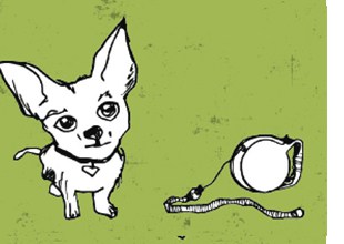 Der Chihuahua