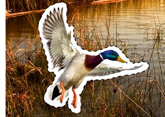 Wildente