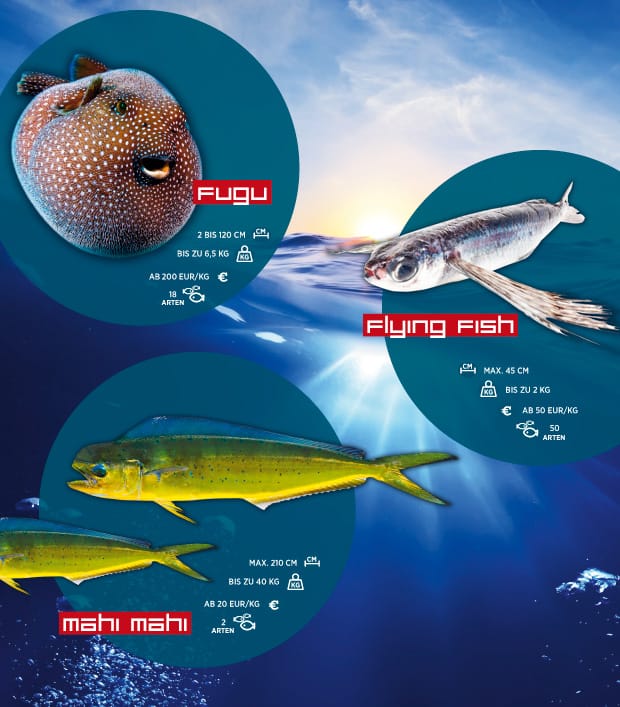 Fischsorten und ihre Verbreitung 