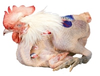 Bresse-Huhn 