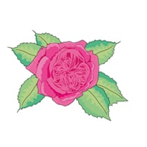 Damaszenerrose