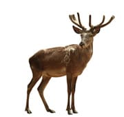Oberschale von Neuseelandhirsch
