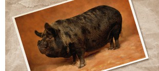 Kune Kune