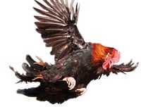 Sulmtaler Huhn
