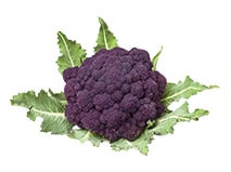  Violetter Brokkoli