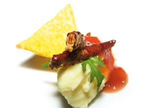 Heuschrecken gegrillt mit Kartoffelpüree und Salsa