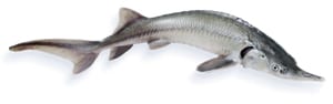 Albinofisch