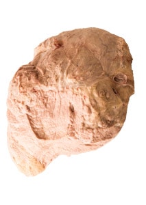 Kuheuter Kuheuter