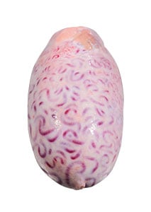 phpuTaVks