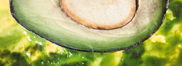 Avocado