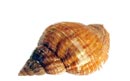 die Meeresschnecke Wellhornschnecke 