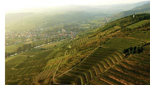 Weingärten Weingärten