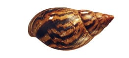 Achatschnecke