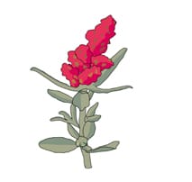 Salt Bush
