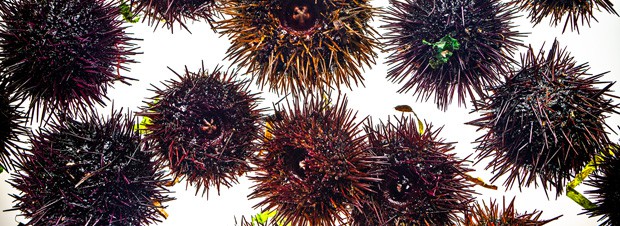 Seeigel von Richard Ekkebus