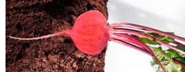 Rote Bete in der Praxis Rote Bete in der Praxis
