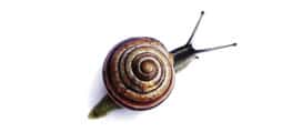 Gartenschnecke 