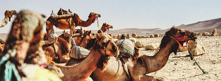 Ein Paradies mitten in der Wüste: In Dubai klettern die Temperaturen im Sommer bis über die 40-Grad-Grenze