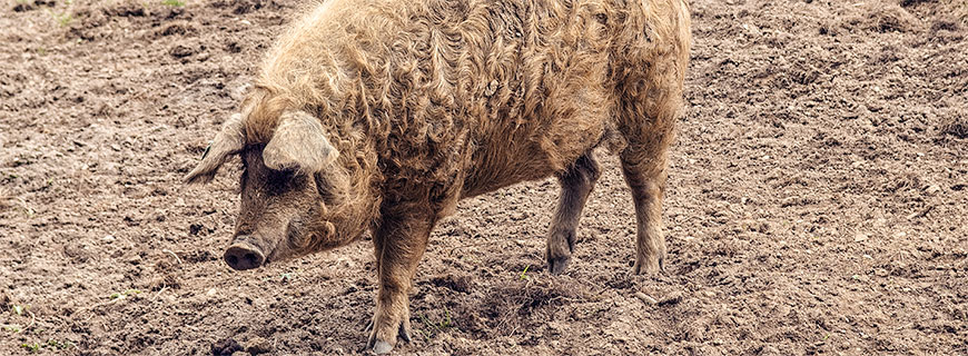 Ran an den Mangalitza-Speck: In der Südsteiermark fühlen sich nicht nur vinophile Menschen wohl.