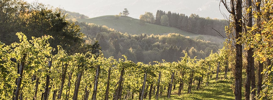 Weinberge de luxe: Die Idylle rund um das Ratscher Landhaus ist nur eine von vielen Naturjuwelen der Region.
