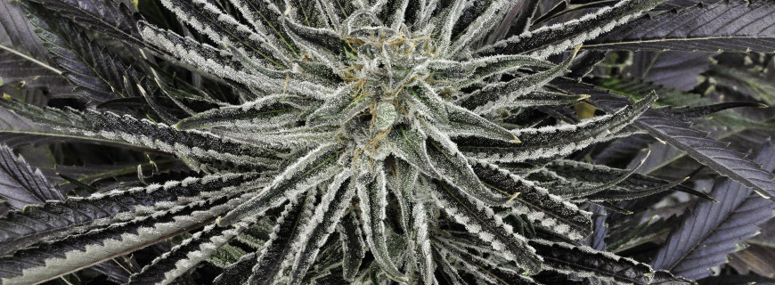 Alion | Sativa-dominanter Hybrid 