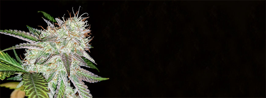 Hellhound | Indica-dominanter Hybrid 