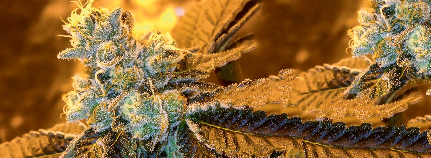OG Kush IX | Indica-Sativa-Hybrid 